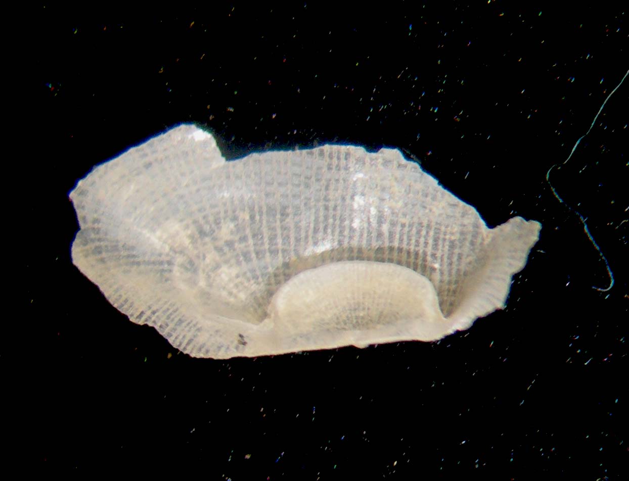 Bivalve??????????????????????????????????????????